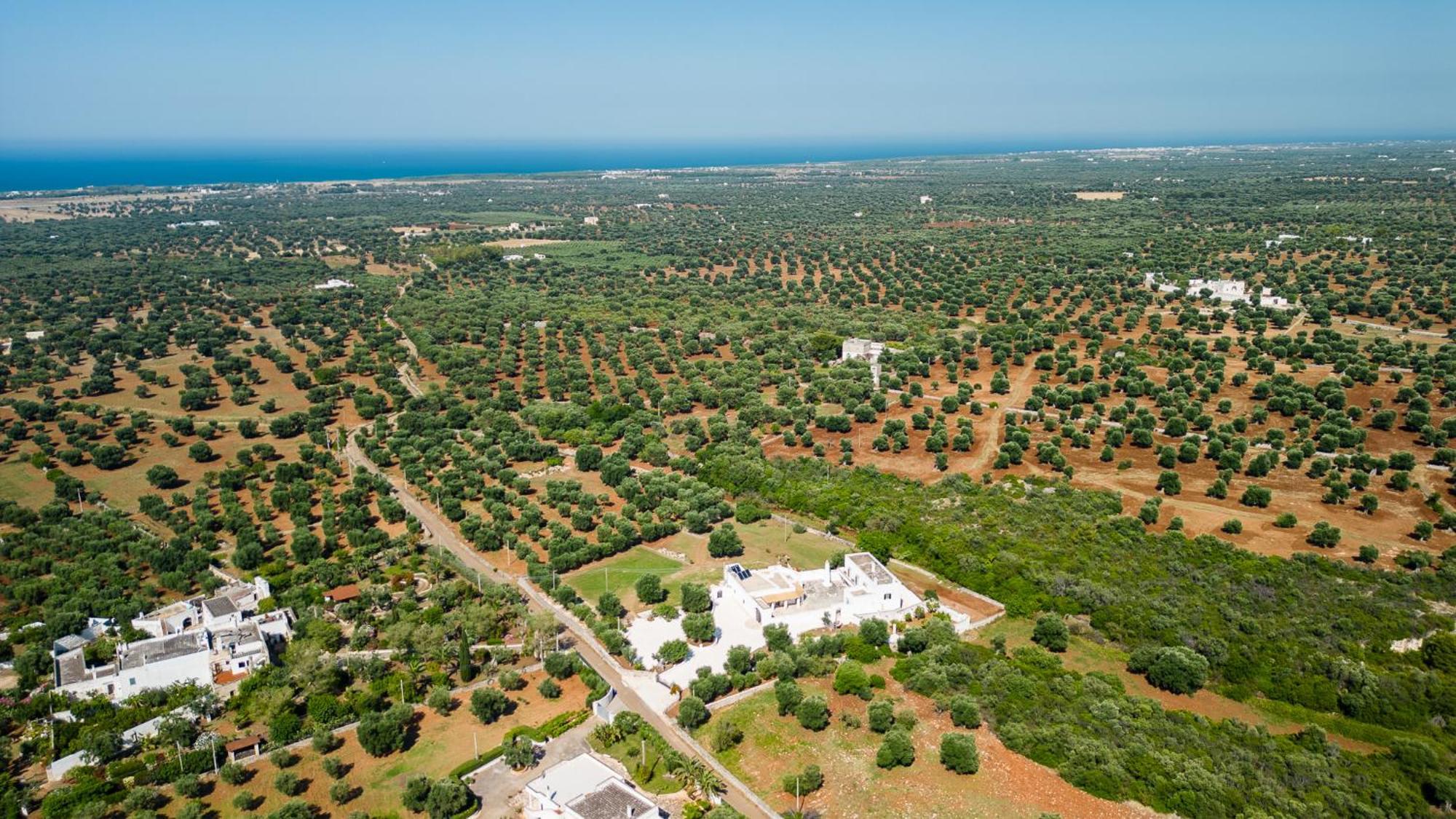 Masseria Abadia Uno Ostuni Kültér fotó